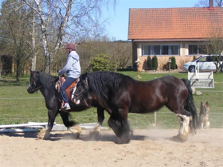 Min western pakhest :D billede 5