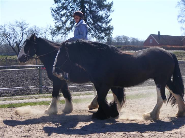 Min western pakhest :D billede 6