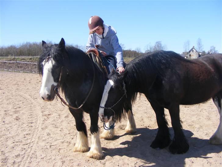 Min western pakhest :D billede 8