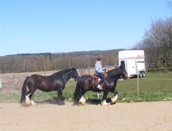 Min western pakhest :D billede 11