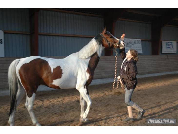 {{currentPhoto.altText}} billede {{currentPhoto.number}}