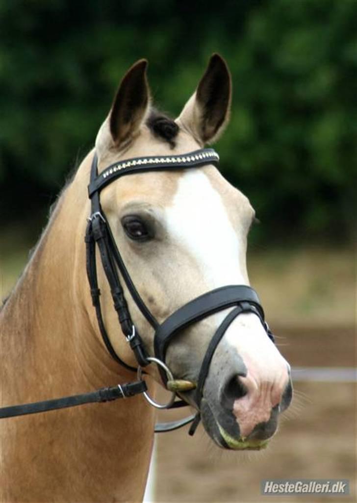 Tegninger af heste og venner - Anden særlig race- Felix billede 6