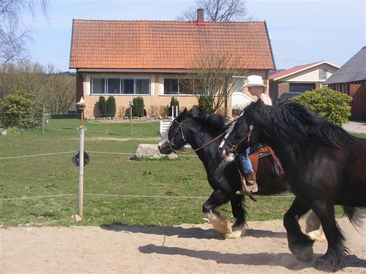 Min western pakhest :D billede 17