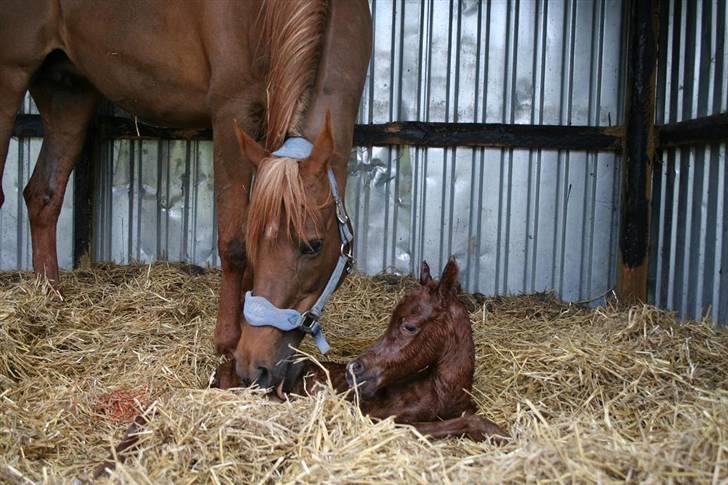 Fødsel 22 over termin. billede 1