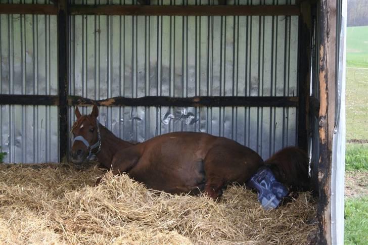Fødsel 22 over termin. billede 2