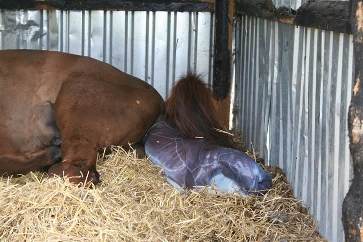 Fødsel 22 over termin. billede 4