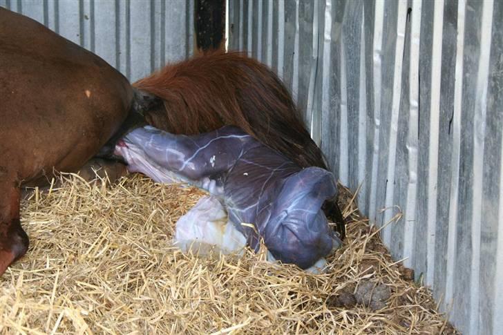 Fødsel 22 over termin. billede 5
