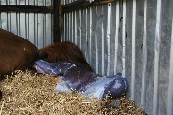 Fødsel 22 over termin. billede 6