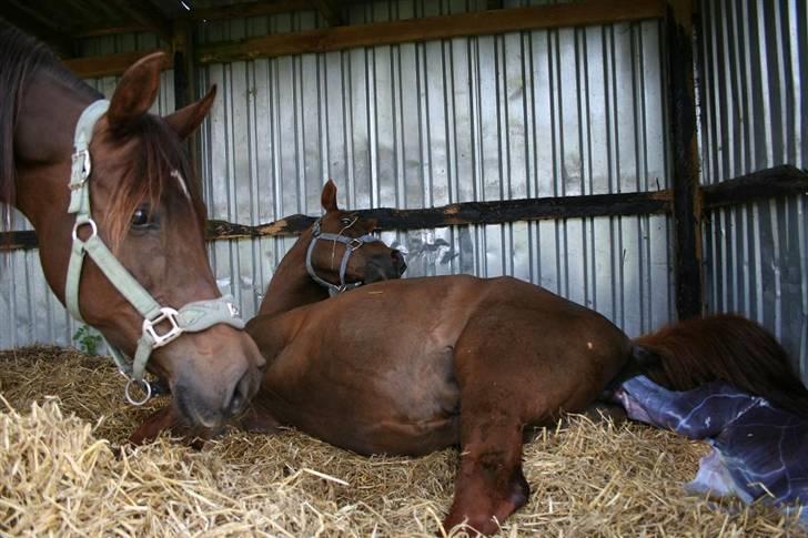 Fødsel 22 over termin. billede 7