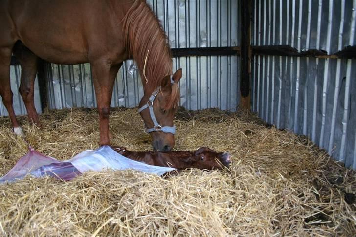 Fødsel 22 over termin. billede 8