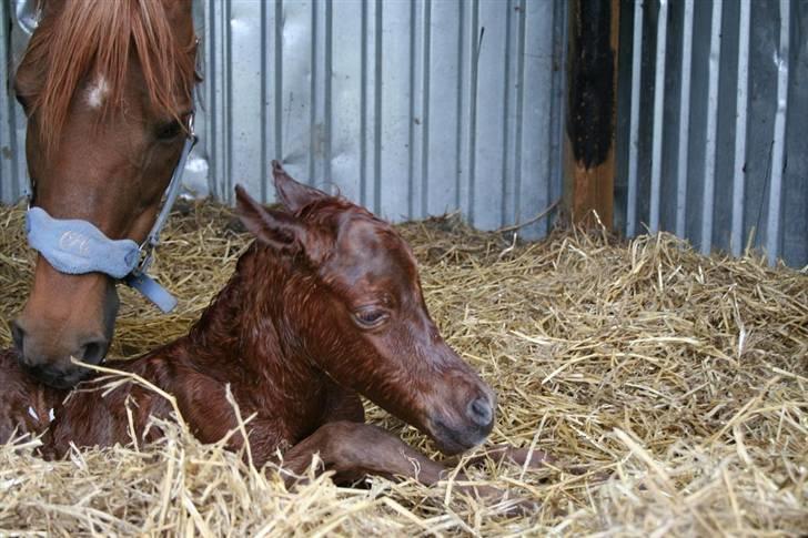 Fødsel 22 over termin. billede 9