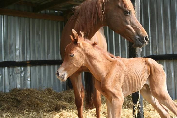 Fødsel 22 over termin. billede 10