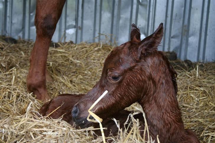 Fødsel 22 over termin. billede 11