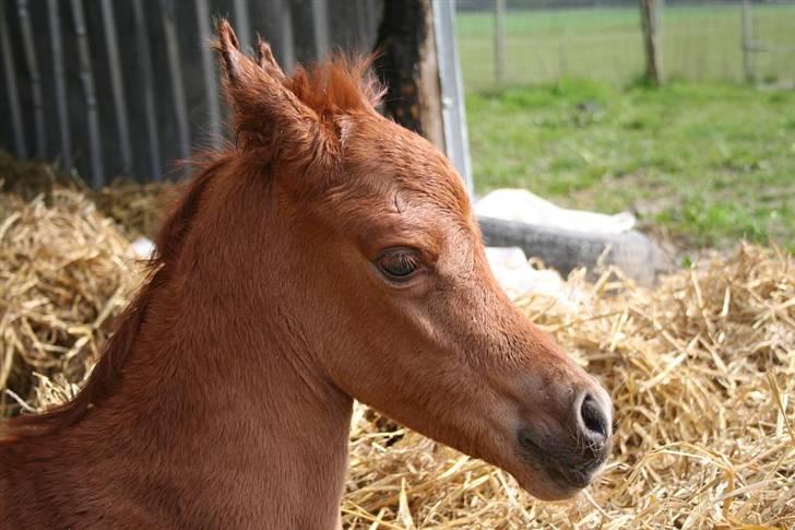 Fødsel 22 over termin. billede 12