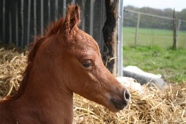 Fødsel 22 over termin. billede 13