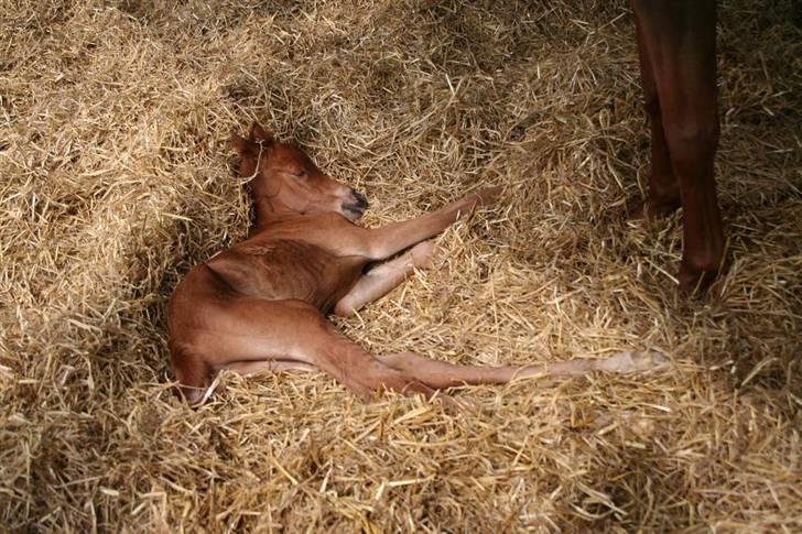 Fødsel 22 over termin. billede 14