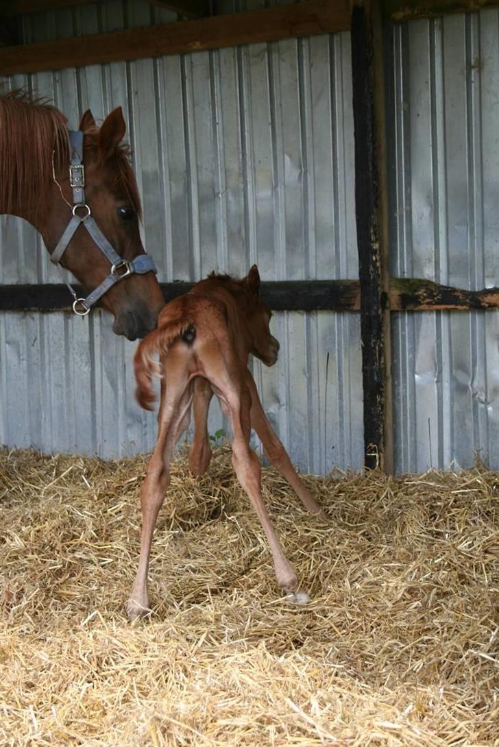 Fødsel 22 over termin. billede 15