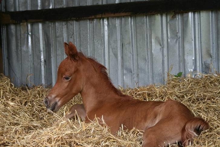 Fødsel 22 over termin. billede 16