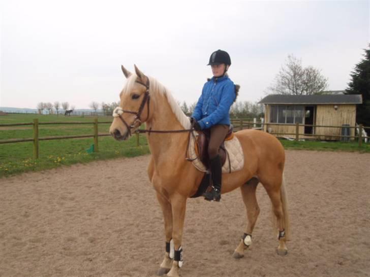 Billeder. - Frederikke Holm og hendes smukke palomino vallak Golden Justy (: billede 1