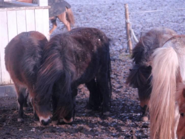 Billeder. - Miniaturehopperne Shadow og Skygge, på folden på Søglimt (: billede 11