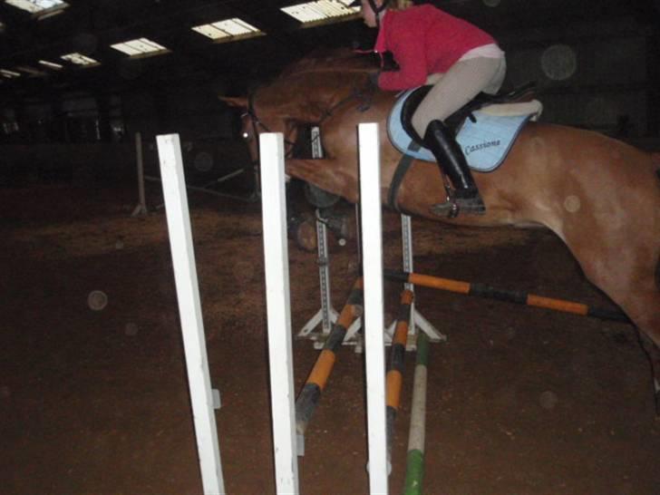 Billeder. - Bedsteveninden Lærke springer på sin DV hoppe Cassione. billede 15