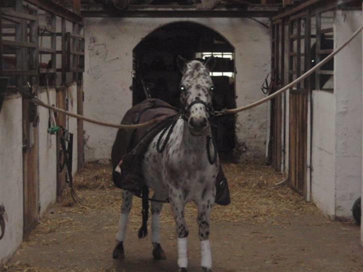 Billeder. - Josephines pony Chirocko. billede 22