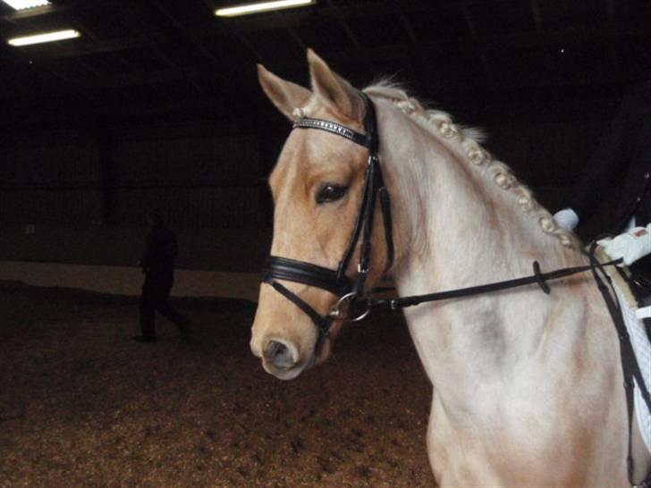 Billeder. - Frederikkes palomino Justy. billede 23