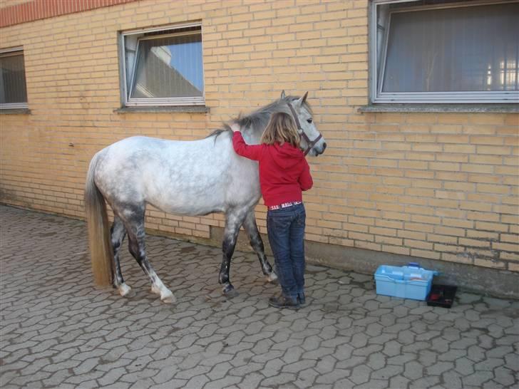 Mie med givea og snehvide billede 15