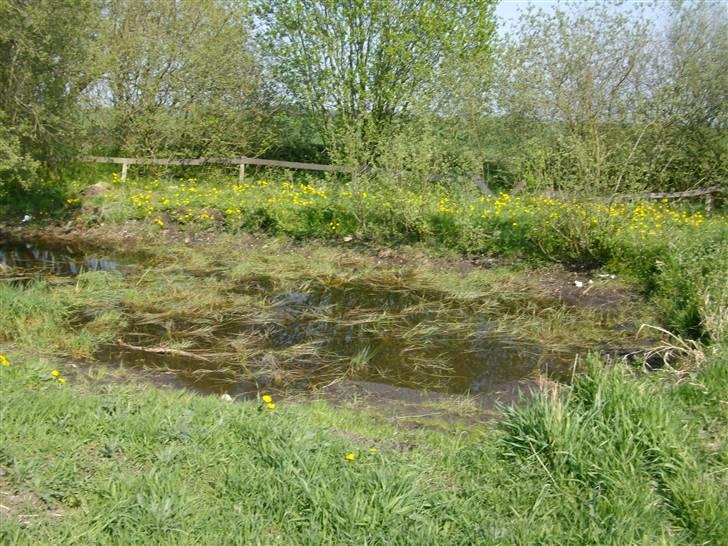 Sommer billeder billede 2