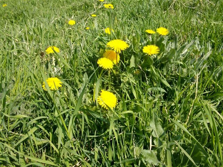 Sommer billeder - Er de ikke smukke billede 3