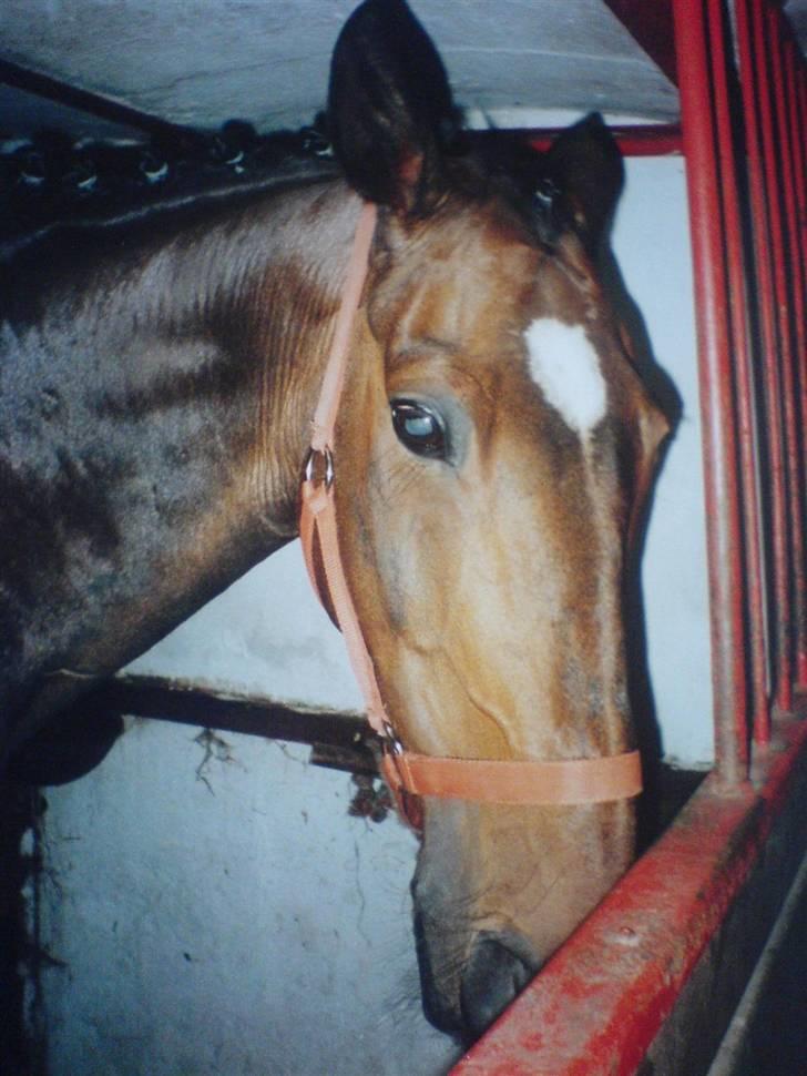 VHRK juni 06 - Pepsi, den fine gamle hyp, desværre død nu :( billede 2