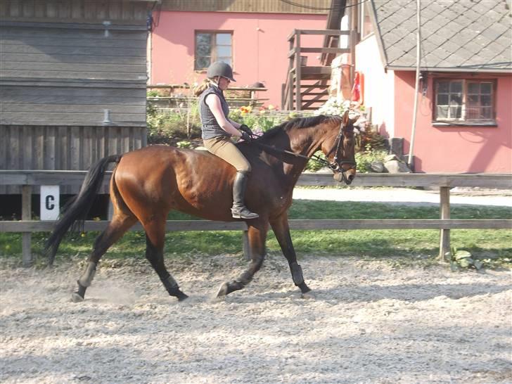 Dressurridning uden sadel  billede 1