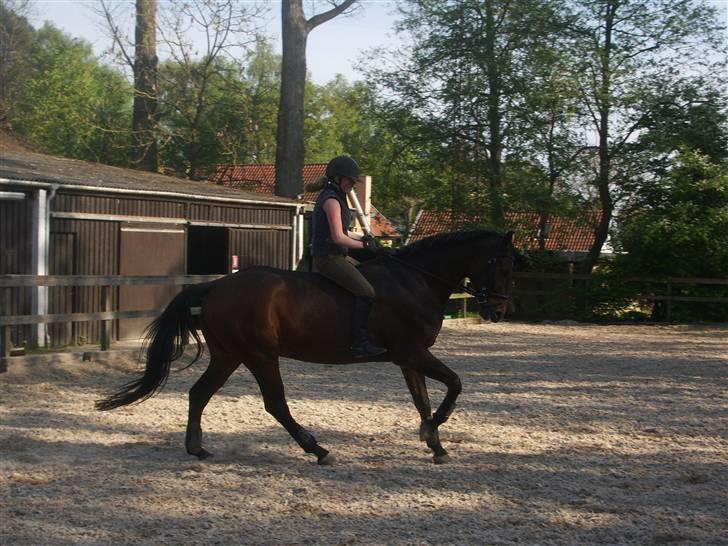 Dressurridning uden sadel  billede 2