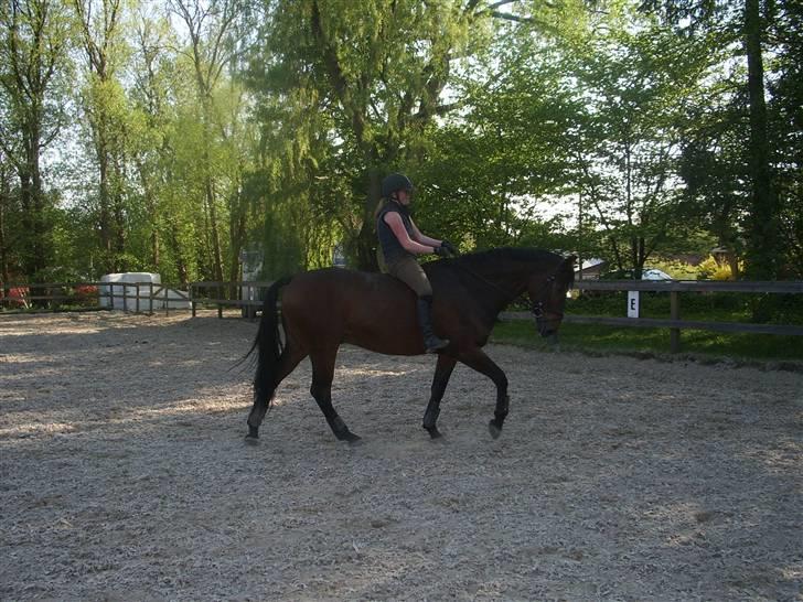 Dressurridning uden sadel  billede 3