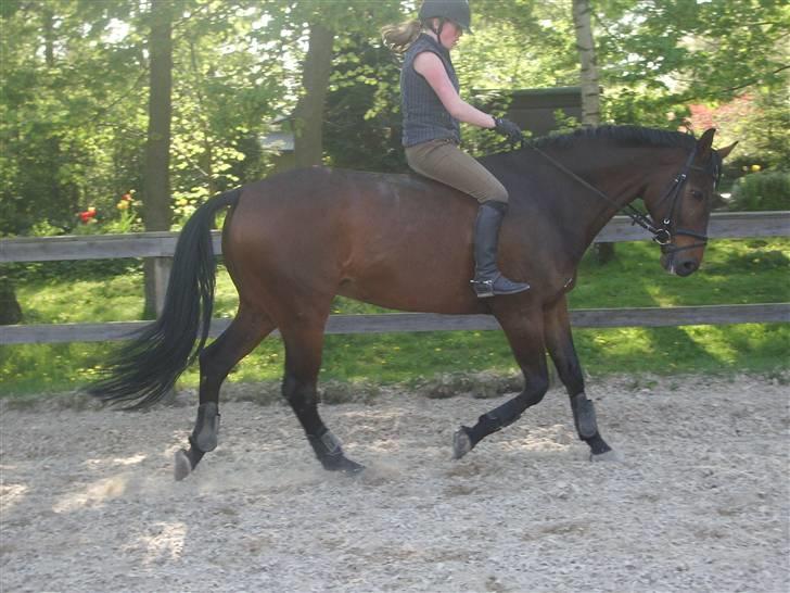 Dressurridning uden sadel  billede 5