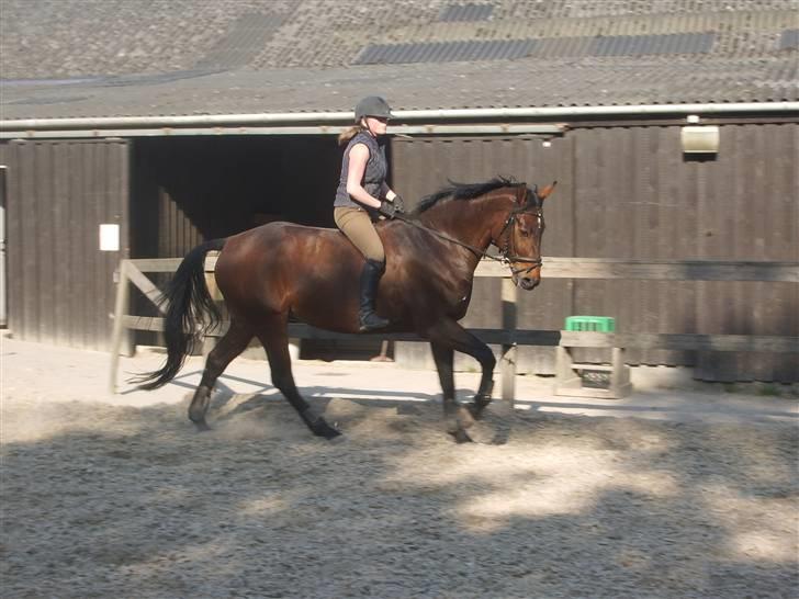 Dressurridning uden sadel  billede 6