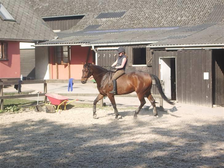 Dressurridning uden sadel  billede 8