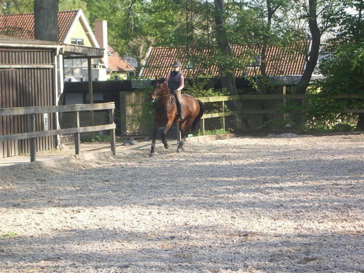 Dressurridning uden sadel  billede 11