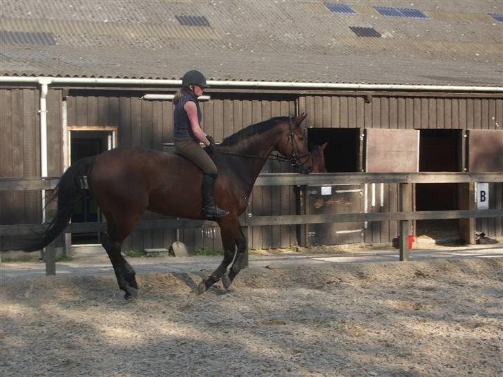 Dressurridning uden sadel  billede 12