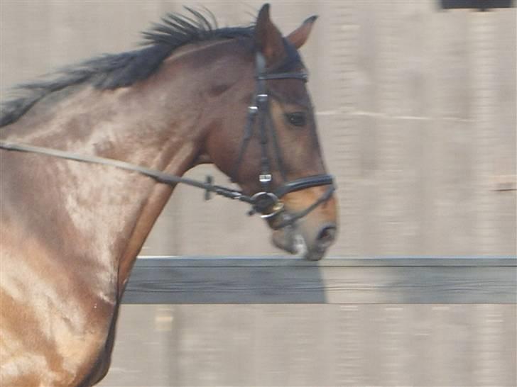 Dressurridning uden sadel  billede 13