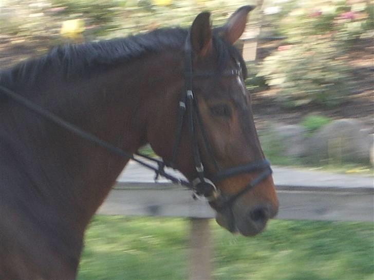 Dressurridning uden sadel  billede 14