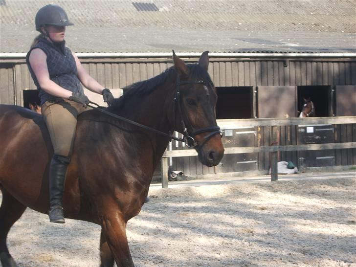 Dressurridning uden sadel  billede 15