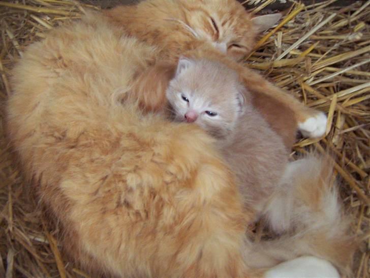 Den lille basse 3 uger - Putter hos mor billede 1