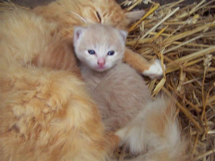 Den lille basse 3 uger billede 2