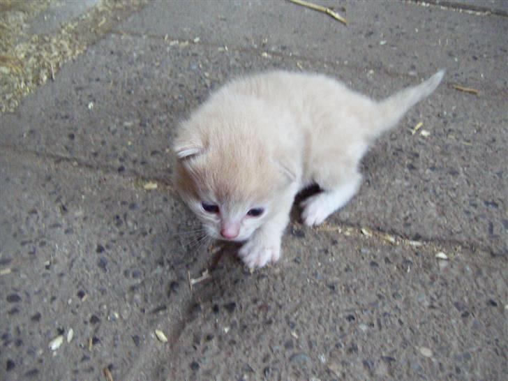 Den lille basse 3 uger billede 3