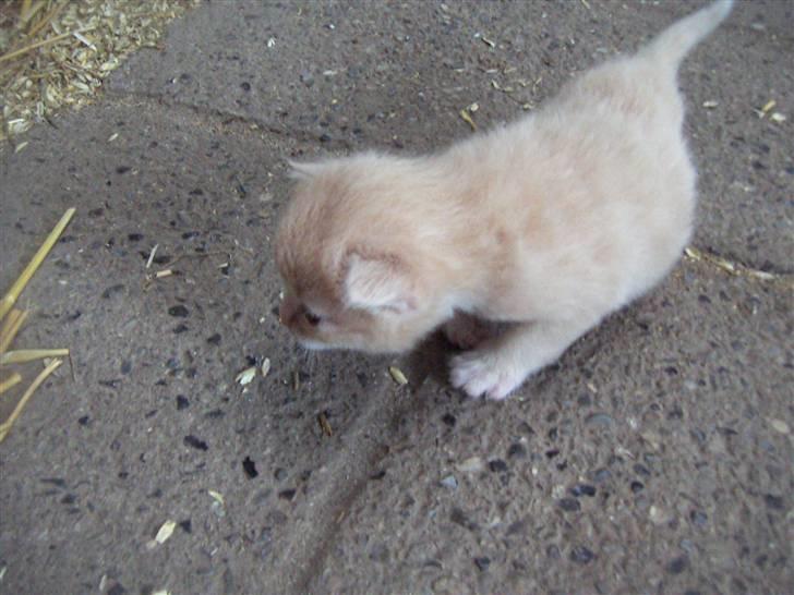 Den lille basse 3 uger billede 4