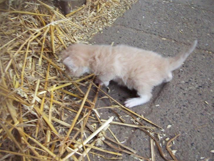 Den lille basse 3 uger billede 6