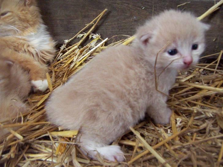 Den lille basse 3 uger billede 7