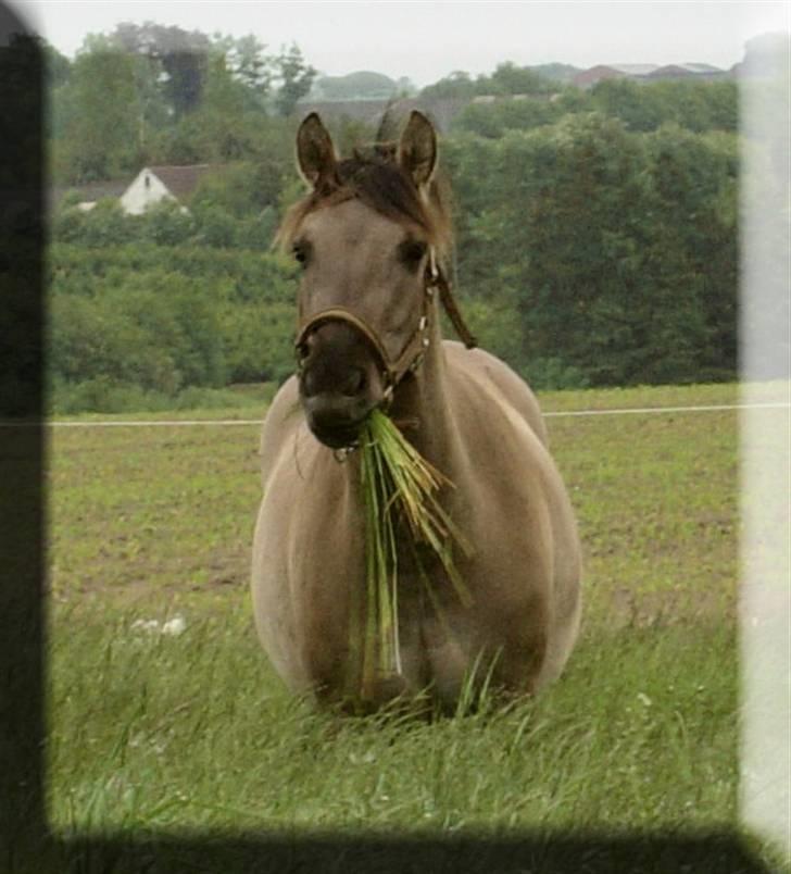 Tegninger og billeder jeg har leget lidt med... - Bailey  <3 billede 29