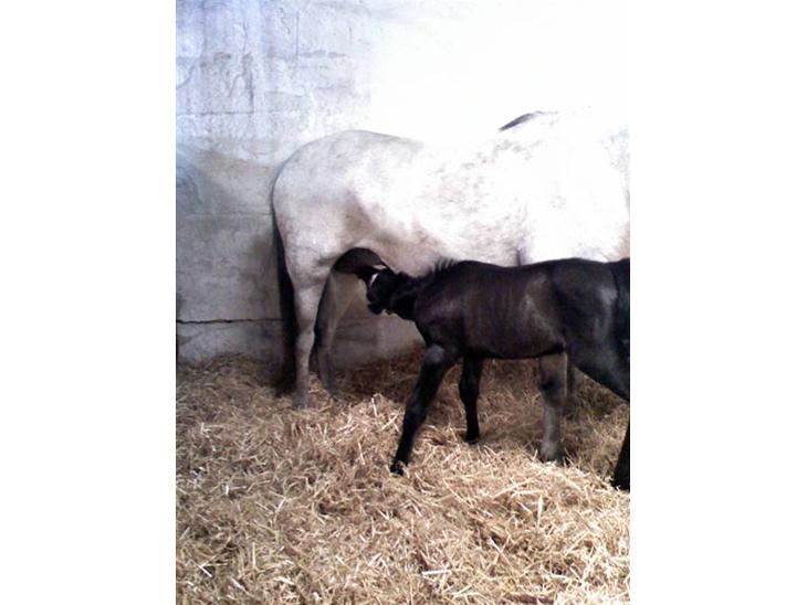 {{currentPhoto.altText}} billede {{currentPhoto.number}}